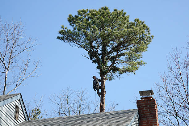  Waianae, HI Tree Services Pros